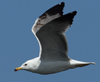 Larus armenicus